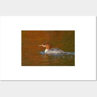 Common Merganser - Algonquin Park, Canada Posters and Art